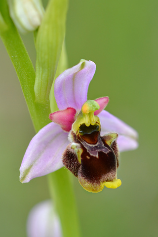 Ophrys santonica