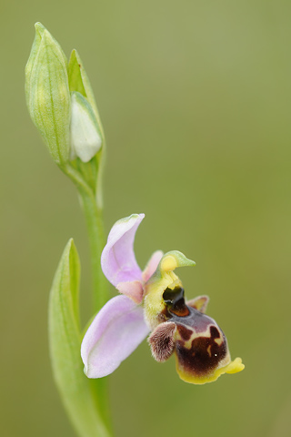 Ophrys santonica