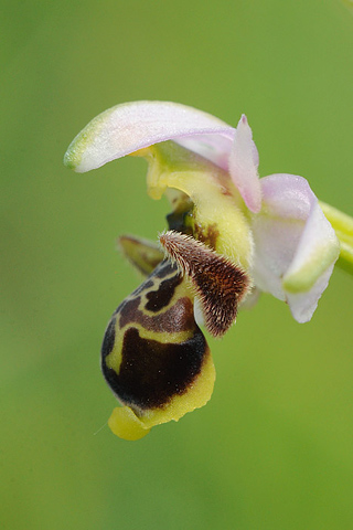 Ophrys santonica