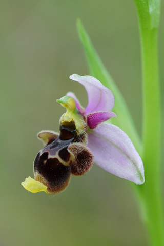 Ophrys santonica