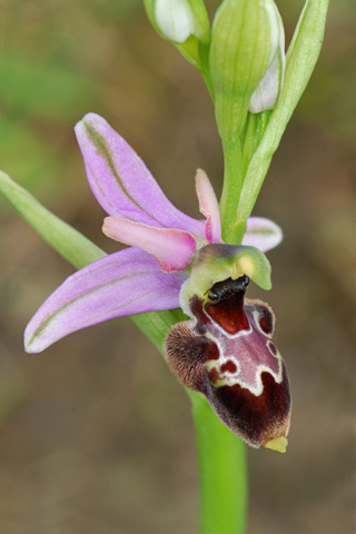 Ophrys catalaunica x scolopax