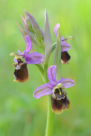 Ophrys ficalhoana x scolopax