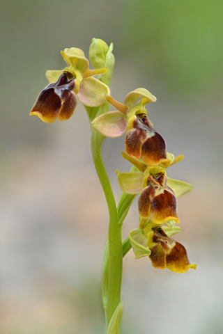Ophrys lutea x scolopax
