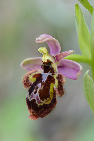 Ophrys scolopax x speculum