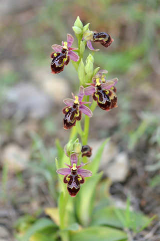 Ophrys scolopax x speculum