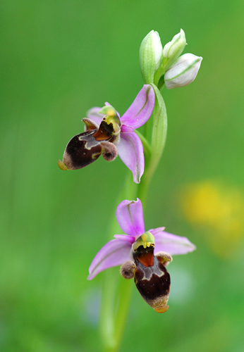 Ophrys scolopax