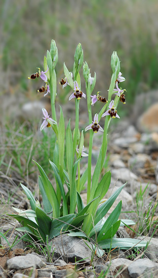 Ophrys scolopax