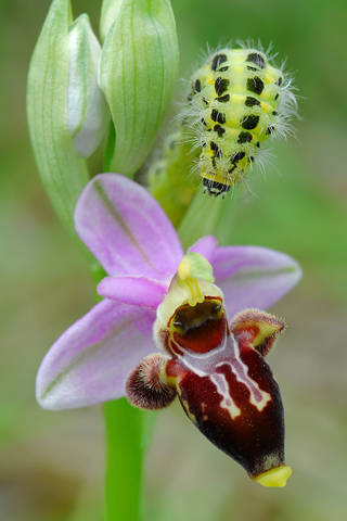 Ophrys scolopax