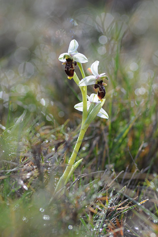 Ophrys scolopax