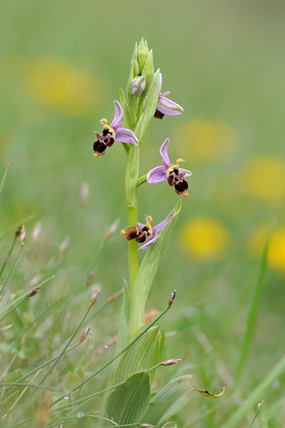 Ophrys scolopax