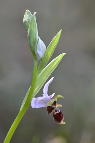 Ophrys scolopax