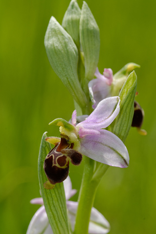 Ophrys scolopax