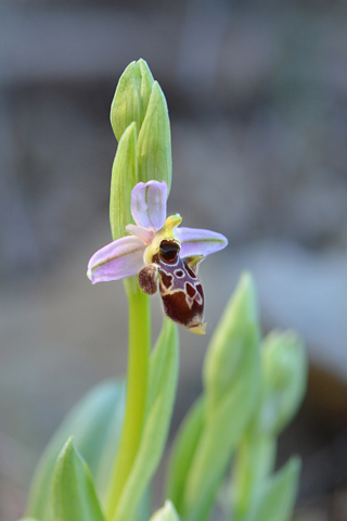 Ophrys scolopax