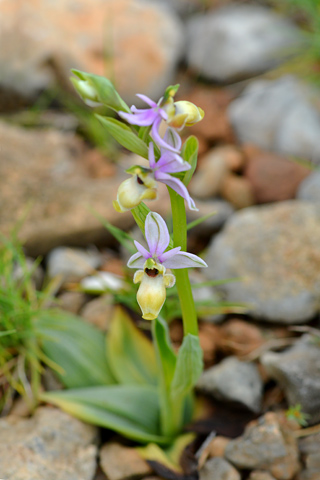 Ophrys scolopax lusus