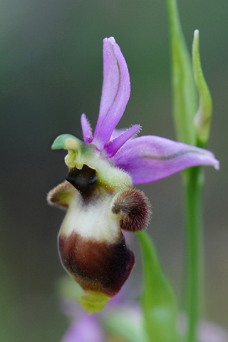 Ophrys scolopax lusus