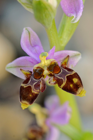 Ophrys scolopax lusus