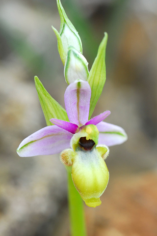 Ophrys scolopax lusus