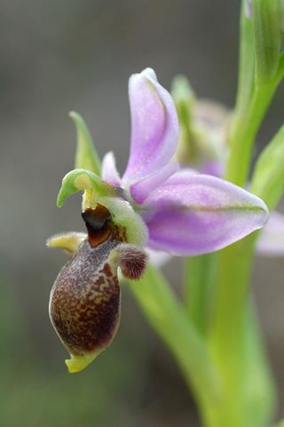 Ophrys scolopax lusus