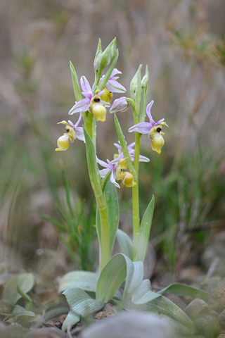 Ophrys scolopax lusus