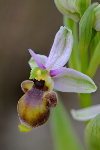 Ophrys scolopax lusus