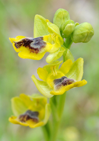 Ophrys sicula