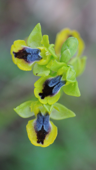 Ophrys sicula