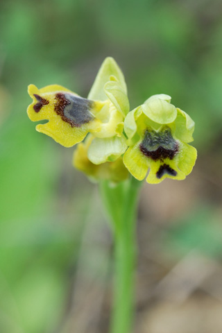 Ophrys sicula