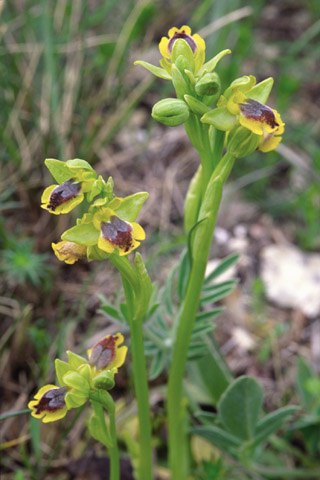 Ophrys sicula