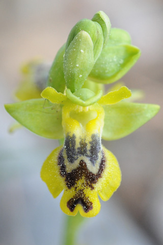 Ophrys sicula