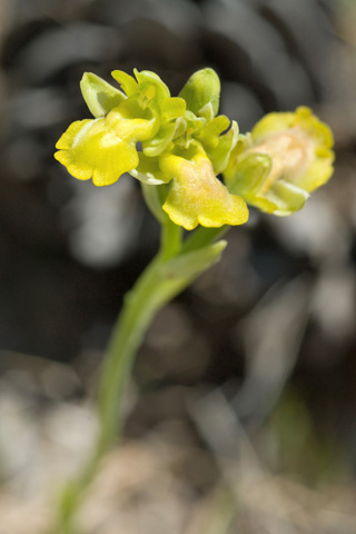 Ophrys sicula