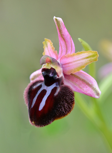 Ophrys sipontensis