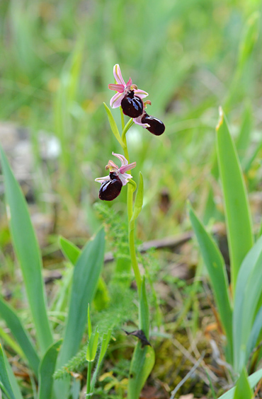 Ophrys sipontensis