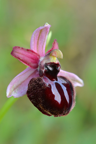 Ophrys sipontensis