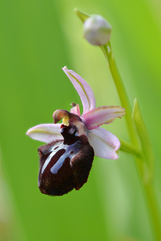 Ophrys sipontensis