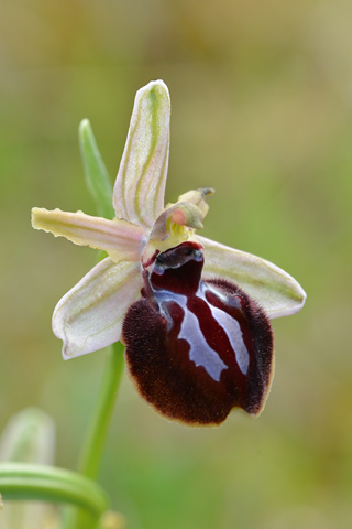 Ophrys sipontensis