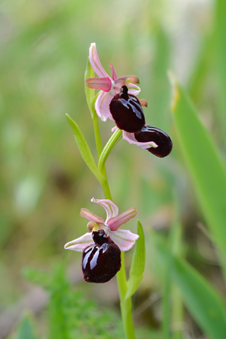 Ophrys sipontensis