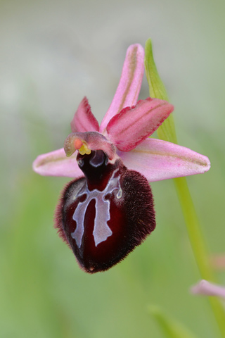 Ophrys sipontensis