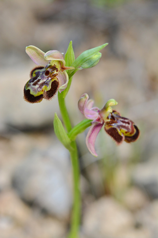 Ophrys apifera x speculum