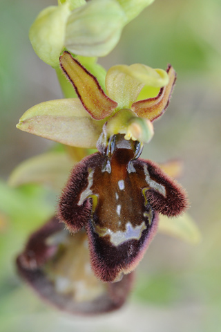 Ophrys aranifera x speculum