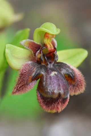 Ophrys bombyliflora x speculum