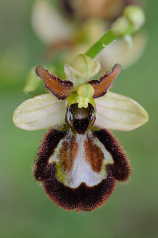 Ophrys catalaunica x speculum