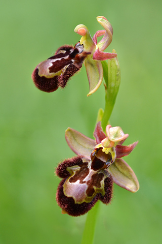 Ophrys catalaunica x speculum