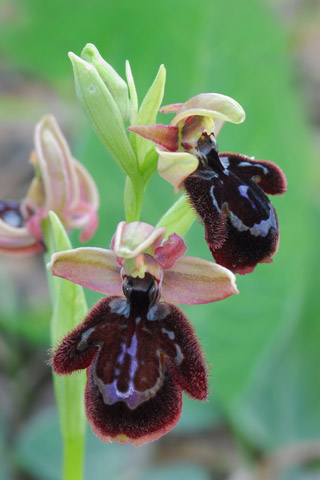 Ophrys ferrum-equinum x speculum