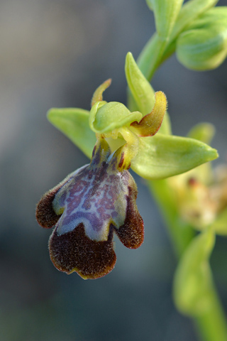 Ophrys forestieri x speculum