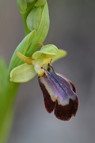 Ophrys forestieri x speculum
