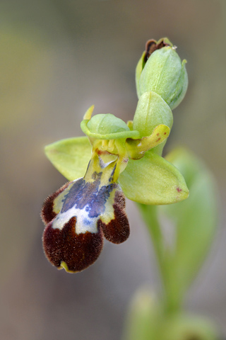 Ophrys forestieri x speculum