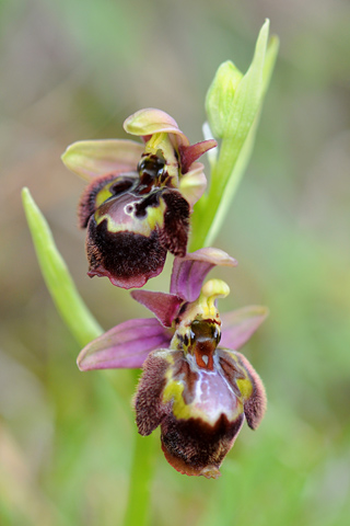 Ophrys fuciflora x speculum