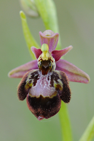 Ophrys fuciflora x speculum