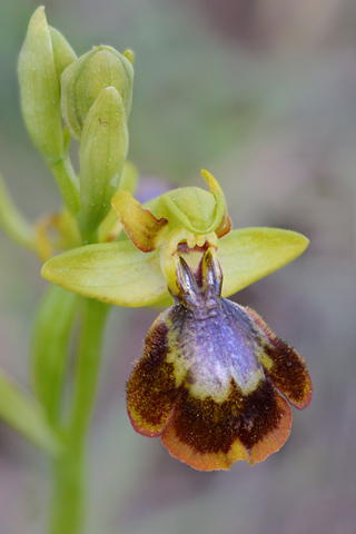 Ophrys lutea x speculum