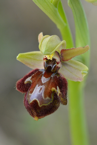 Ophrys occidentalis x speculum